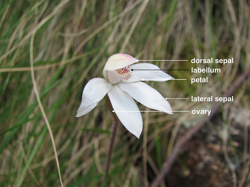 File:Caladenia alpina (labelled).jpg