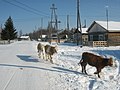 Жимо верси 2016, 7 ноябрь, 05:21