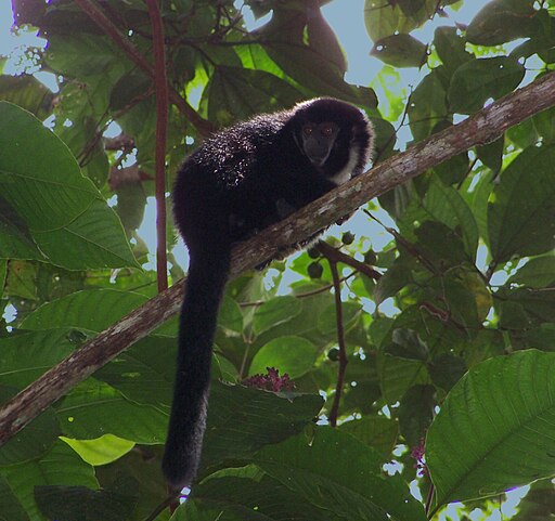 Callicebus lugens