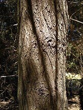 C. columellaris bark