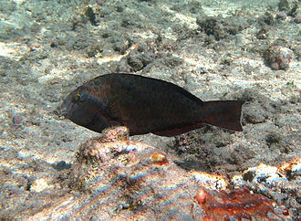 A female Carolines parrotfish (C. carolinus) in the initial phase. Calotomus carolinus femelle.jpg