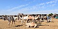 * Nomination Camel market at Daraw --Hatem Moushir 09:01, 3 December 2017 (UTC) Too much sky Poco a poco 13:06, 3 December 2017 (UTC)  Comment reduce sky area , —Hatem Moushir 20:56, 8 December 2017 (UTC) * Promotion Good quality. --Poco a poco 12:05, 9 December 2017 (UTC)