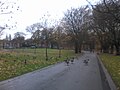 Canada Geese in Handsworth Park.jpg