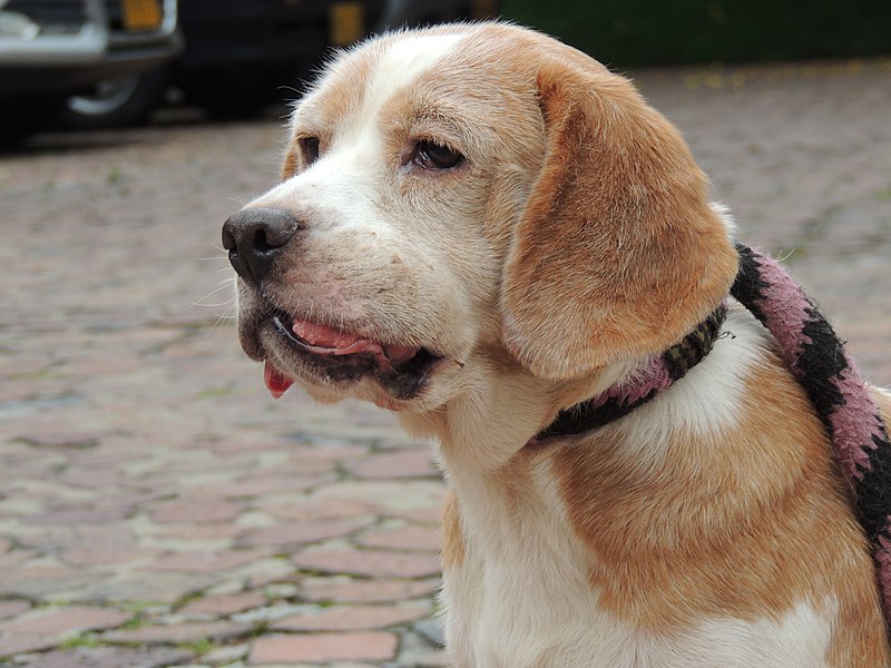 how long can dogs live with mammary cancer