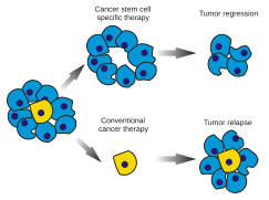 Cancer stem cells text resized.svg