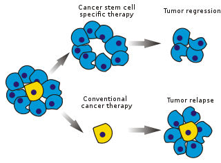 خلية جذعية سرطانية ويكيبيديا