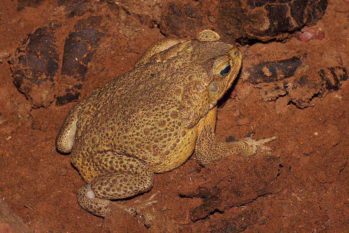 Where is the Cane Toad Native To? 