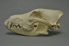 Canis lupus 02 MWNH 358.jpg