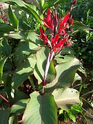 Canna indica Type species