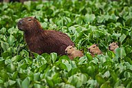 Brazilian State Mammal