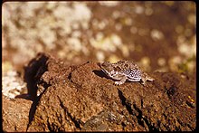 Horned toad at Capulin Volcano National Monument Capulin Volcano National Monument, New Mexico (fa5697dd-b4ea-4f74-ad0d-824df2030815).jpg