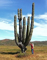 Kaktus wujud wit-witan(Pachycereus pringlei)