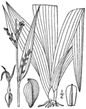 Carex albursina BB-1913.png