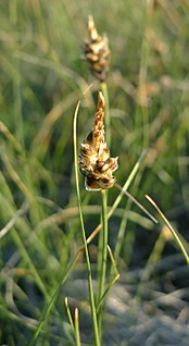 <i>Carex filifolia</i> Species of grass-like plant