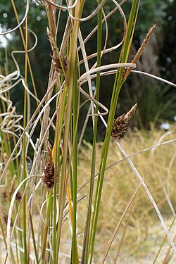 Carex litorosa kz2.jpg