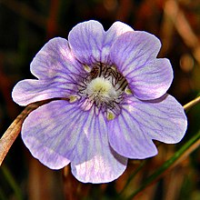 Carnivorous Blue Butterwort (5294704228).jpg