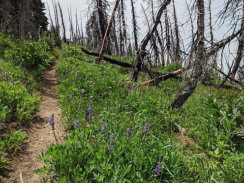 Forest regrowth after a forest fire, Cascade Range, United States