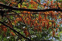 Cassia moschata