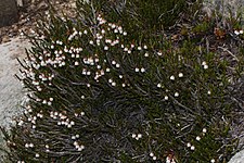 Western moss heather Cassiope mertensiana 9193.JPG