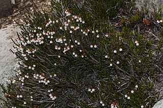 <i>Cassiope mertensiana</i> Species of flowering plant