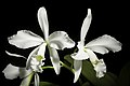 Cattleya warneri white colour