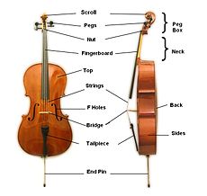 Structure du violoncelle