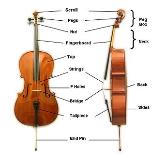 Main parts of the cello Cello Parts.jpg