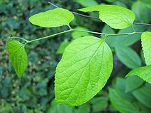 Celtis caucasica Wiazowiec kaukaski 2019-06-01 03.jpg