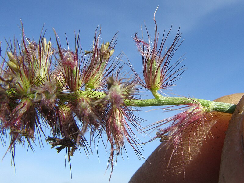 File:Cenchrus ciliaris burr3 NWP - Flickr - Macleay Grass Man.jpg