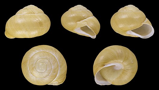 Cepaea hortensis var. major concolor