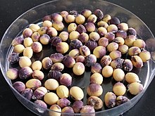 Cercospora Purple Seed Stain of Soybeans.jpg