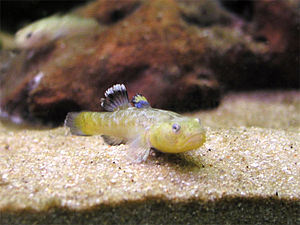 männliche Australische Wüstengrundel (Chlamydogobius eremius)