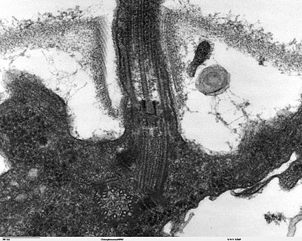 Longitudinal section through the flagella area in Chlamydomonas reinhardtii. In the cell apex is the basal body that is the anchoring site for a flagellum. Basal bodies originate from and have a substructure similar to that of centrioles, with nine peripheral microtubule triplets (see structure at bottom center of image).
