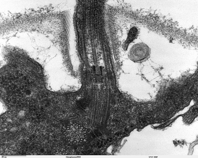 Longitudinal section through the flagella area in Chlamydomonas reinhardtii. In the cell apex is the basal body that is the anchoring site for a flage