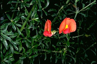 <i>Chorizema dicksonii</i> Species of legume