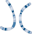 Chromosomes image - Karyotype