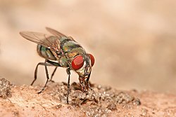 Chrysomya albiceps eat.jpg