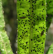 Larvas de crisopa predando sobre áfidos