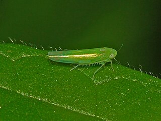 Empoascini Tribe of leafhoppers