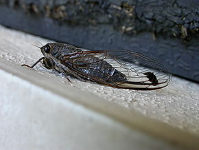 Kuvan kuvaus Cicadetta labeculata 1.jpg.