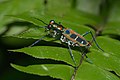 * Nomination Cicindela duponti --Jkadavoor 10:36, 29 July 2016 (UTC) * Promotion  Support Good quality.--Famberhorst 15:58, 29 July 2016 (UTC)