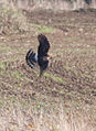 Female, Limbourne Creek, Essex, UK