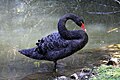 Cisne negro na Unilivre