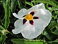 Cistus × aguilari Maculatus