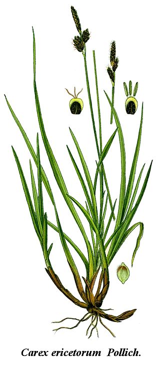 <i>Carex ericetorum</i> Species of grass-like plant