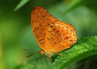 Phalanta phalantha Drury'nin yakın kanat konumu, 1773 - Common Leopard WLB.jpg