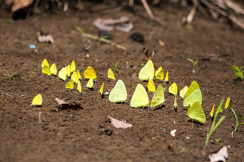 File:Cloudless sulphur (43362241235).jpg