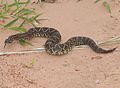 Le dangereux crotale cascabelle austral ou crotalus durissus terrificus. C'est certainement le serpent américain le plus venimeux.