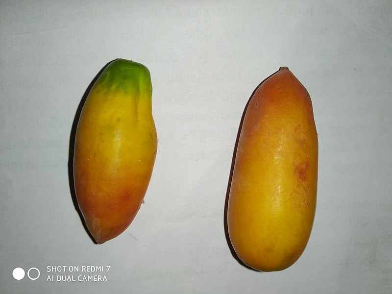 File:Coccinia grandis fruits.jpg
