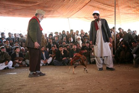 Cockfight on the outskirts of Kabul, Afghanistan